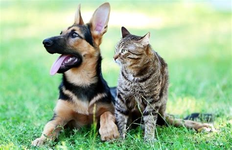 10 Most Dog Like Cat Breeds Bechewy