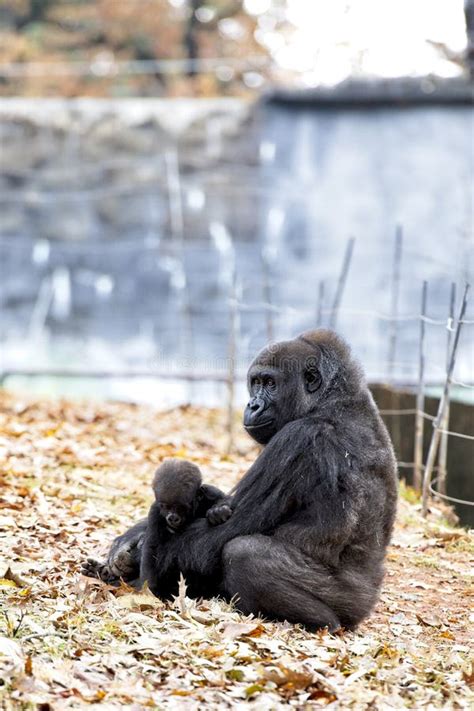 A Western Lowland Gorilla Sits With Her Baby At The Atlanta Zoo Stock