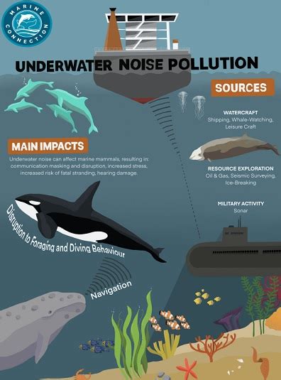 Effects Of Underwater Noise On Cetaceans Marine Connection