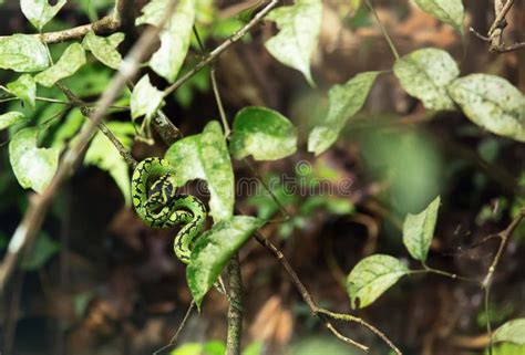 Green Snake In Rainforest Stock Image Image Of Aggressive 115904573
