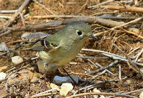 Ruby Crowned Kinglet Female In Waukon Ia 854a9497 Females Flickr