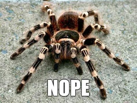 Pin By Adel Z On Spider Fun Scary Animals Funny Animal Names