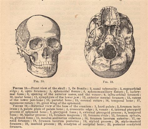 Vintage anatomy tattoo artist needle body art gothic machine gun design patent. Vintage Graphic - Anatomy - Skull Diagram - The Graphics Fairy
