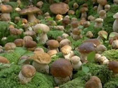 Porcini Boletus Edulis Mushroom Mycelium 10000 Fresh Spores 10 9