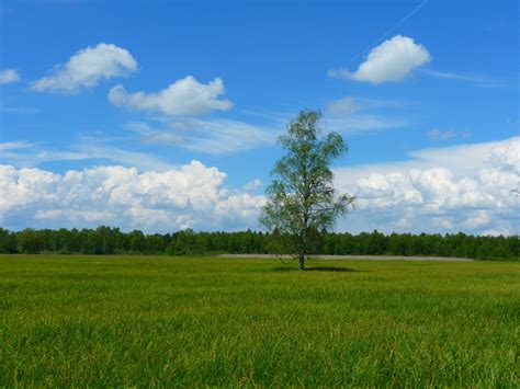Free Images Landscape Tree Horizon Marsh Cloud Sky Lawn Meadow