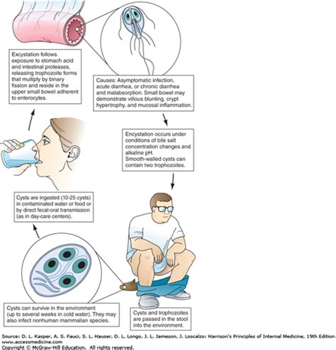 Protozoal Intestinal Infections And Trichomoniasis Harrison S Principles Of Internal Medicine