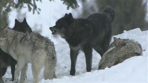 Cpw Releases Draft Plan For Colorado Wolf Reintroduction