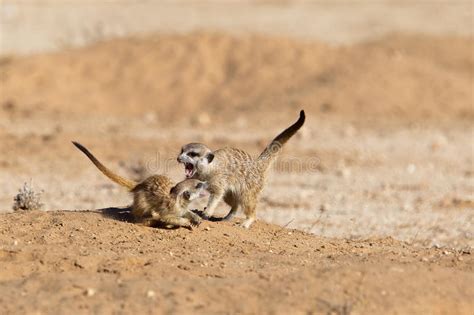 Fighting Meerkats Or Suricates Stock Photo Image Of Southern Desert