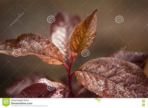 Watered Japanese Plum Tree Slip Leaves Stock Image Image Of Blooming