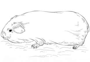 Woher kommen sie ursprünglich und was muss man bei ihrer haltung beachten? Meerschweinchen zeichnen lernen schritt für schritt ...