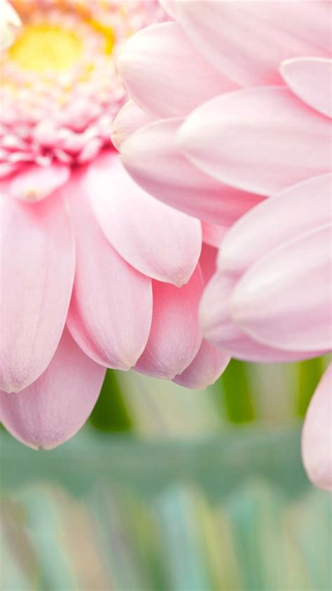 Wallpaper Pink Chrysanthemum Petals Close Up 2560x1600 Hd Picture Image
