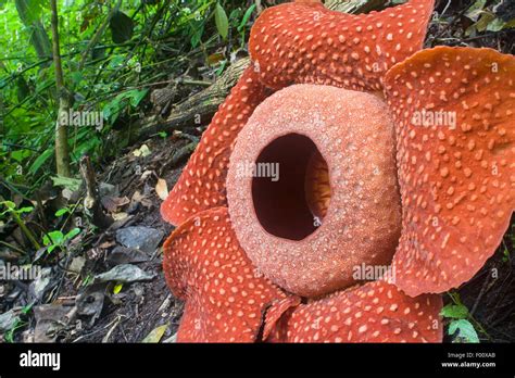 Rafflesia Arnoldii In Sumatra The Largest Flower In The World Stock