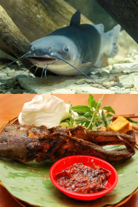 Ikan lele bakar pedas, resep ikan lele bakar pedas, bumbu ikan lele bakar pedas,lele cara membuat ikan lele goreng bumbu pedas / bumbu sambal. Olahan Lele Pedas Manis