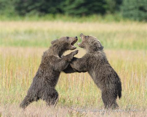 Grizzly Bear Cubs Play Fighting Shetzers Photography