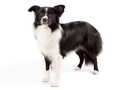 The Border Collie Dog Breed Information And Pictures Livelife
