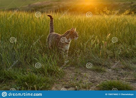 Cute Tabby Cat Walking In Green Field Stock Photo Image Of Nature