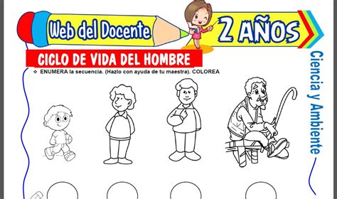 Ciclo De Vida Del Hombre Para Niños De 2 Años Web Del Docente