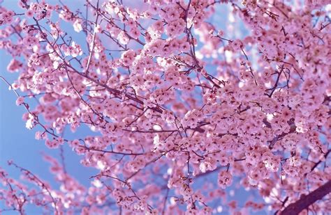 Blooming Pink Cherry Blossom Pink Color Photo 34590845 Fanpop
