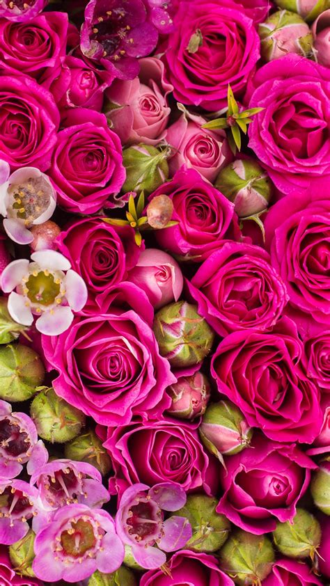 Desktop Wallpapers Texture Roses Pink Color Flowers 1080x1920