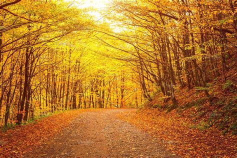Yellow Autumn Forest Road Nature Autumn Forest Forest Road Nature
