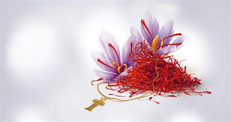 Share to saffron prices 1 pieces. Planting the first saffron in Sistan and Baluchestan ...