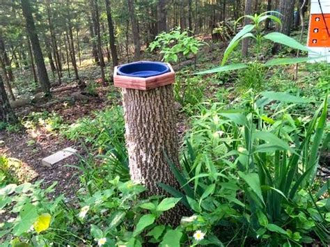Tree Stump Bird Bath — Gardening Charlotte