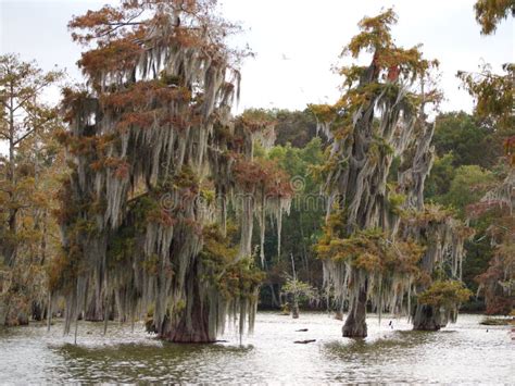 Cypress Trees In Lake Martin Louisiana Stock Photo Image Of Ecology