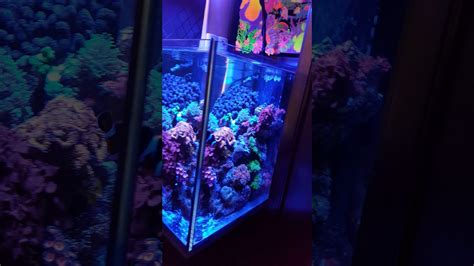 50 Gallon Cube Reef Tank Youtube