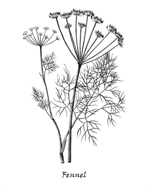 Botanical Print Set Series For These Vintage Botanical Illustrations