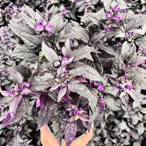 Capsicum Annuum Purple Flash Ornamental Pepper 45 Pot Little