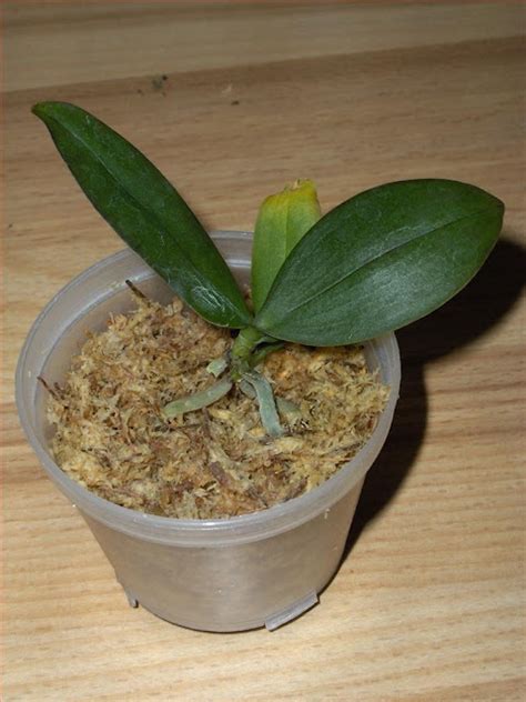 Orchids How To How To Repot A Phalaenopsis Orchid In Sphagnum Moss
