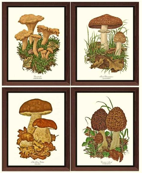 Vintage Mushroom Prints Set Of 4 Illustrations Charting Nature