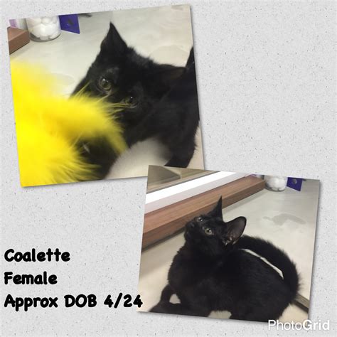 They are one of many charities helping with the current 'cat crises'. Cat Adoption Chandler Az