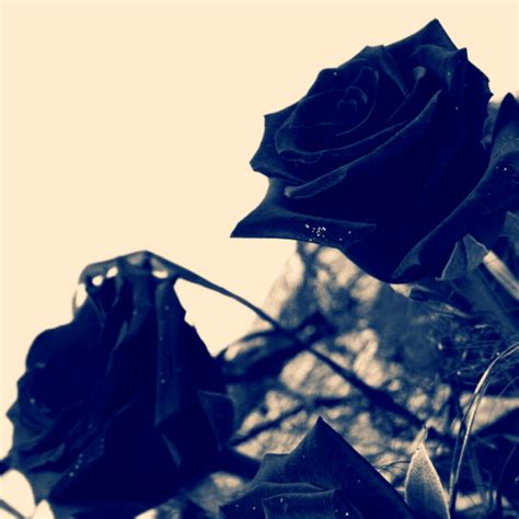 Free shipping on orders over $25 shipped by amazon. Black Rose- Aesthetic Challenge | Yaoi Worshippers! Amino