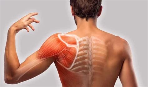 Muscle Spasm In Shoulder Cause Symptoms Treatment Exercise