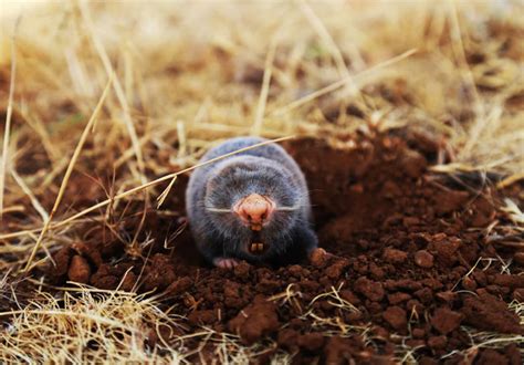 Edmond Ok Mole And Gopher Pest Control Mole And Gopher Trapping