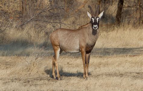 However, when pressured, they can run up to 57 kilometers per hour Roan Antelope at Mahangu IMG_3811 | Roan Antelope ...