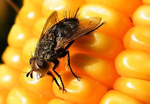 Keep all trashcans covered with lids to keep flies away. Keeping pests out of the process | 2012-06-11 | Food ...