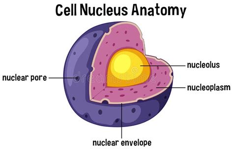 Cell Nucleus Anatomy Diagram Stock Vector Illustration Of Purple
