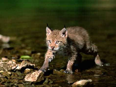 eurasian lynx it s nature