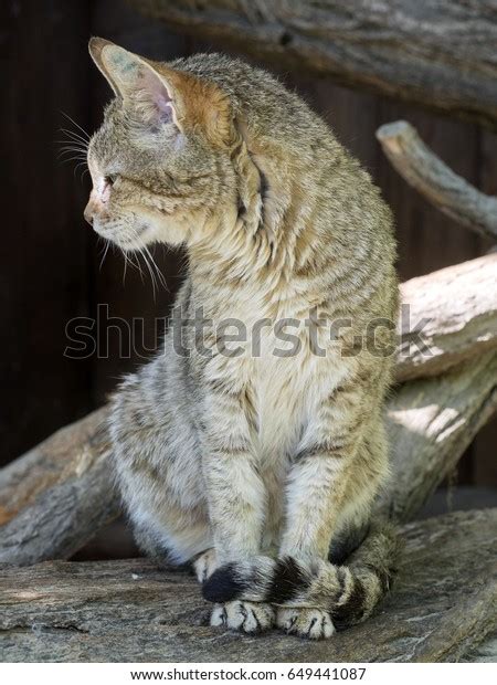Arabian Wildcat Felis Silvestris Gordoni Subspecies Stock Photo