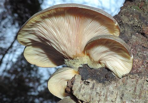 Is The Late Fall Oyster Mushroom Sarcomyxa Serotina