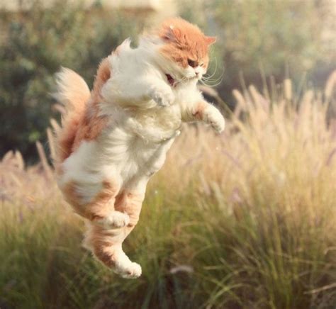 Psbattle This Magestic Flying Cat Rphotoshopbattles