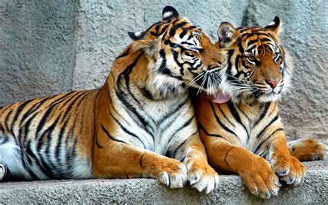 Animal Pictures Amazing Facts About Wild Animals Animal Pictures