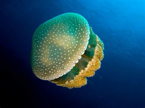 15 Remarkable Facts About Jellyfish