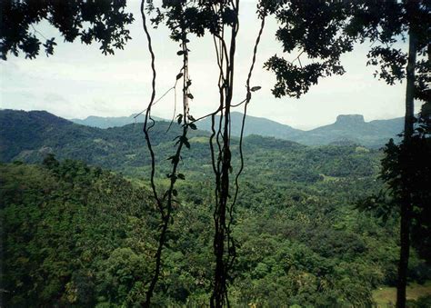 Sinharaja Forest Reserve Sri Lanka A Unesco World Heritage Site