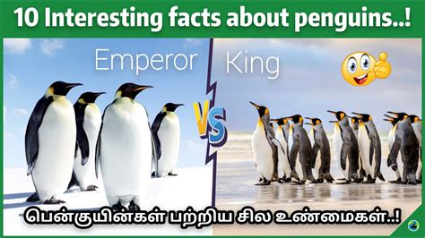 From the little rockhopper with his cool hairstyle to the mighty. 10 Interesting facts about penguins | Life of penguins ...