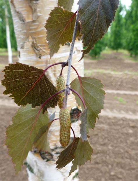 Maybe you would like to learn more about one of these? Betula 'Royal Frost' | Birch | Pea Ridge Forest