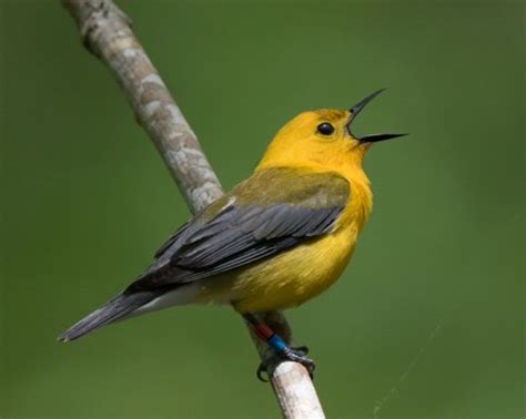 6 Tipos De Pájaros Cantores Mis Animales Zones Détude Fauna Birds