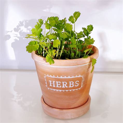 Terracotta Herb Planter By Dingading
